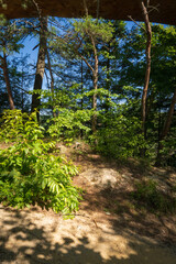 The Red River Gorge Geological Area in Kentucky