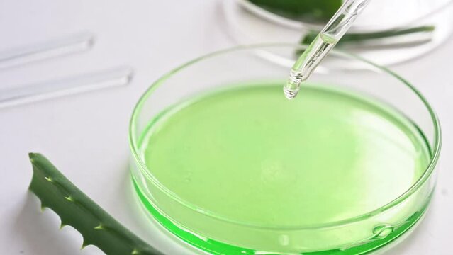 Green liquid in a petri dish. Drop the solution from the pipette. Aloe vera leaf nearby. Cosmetics laboratory.
