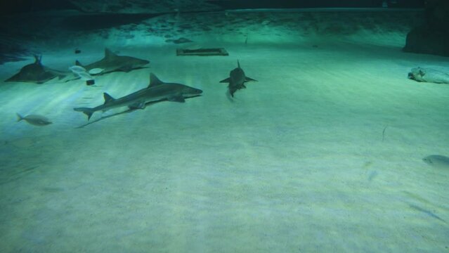 small sharks and rays with other fish swim on the sandy bottom of a huge aquarium.