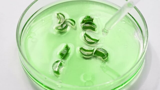 A drop of liquid from a pipette drips into a petri dish with a green liquid and a sliced aloe leaf close-up. Cosmetic laboratory. Slow motion.