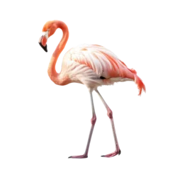 Zelfklevend Fotobehang flamingo isolated on white   © purich
