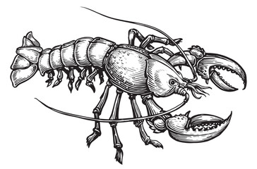 American lobster, seafood. Crustacean aquatic animal in vintage engraving style. Sketch vector illustration