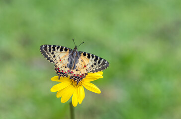 Forest Scalloped butterfly (Zerynthia cerisyi) on a plant