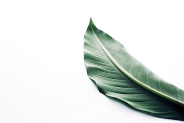 Fototapeta na wymiar single green leaf isolated on a white background. Generative AI