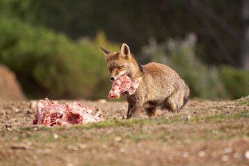 Beautiful portrait of a common fox tears a piece of meat from a bigger piece in the natural park of...