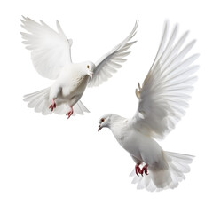 White pigeons in flight on a white background. Ai generative. Illustration.
