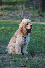 Cocker spaniel in the park