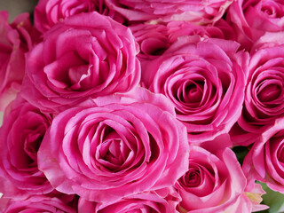 Many Pink Roses flowers in bouquet background.