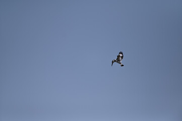 eagle in flight