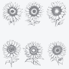 Sunflower sketch art vector illustration set with white artboard