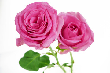 Pink Roses flowers bouquet isolated on white background. Closeup.