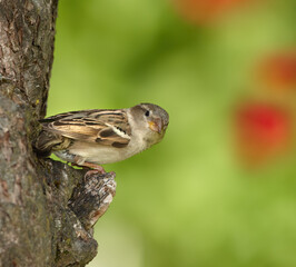 A beautiful sparrow. One sparrow sitting on a tree. A small bird perched alone.on a branch outdoors in a garden. Animals in nature, living in their natural habitat with green copyspace to the right.