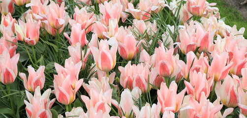 Pink Flamed Tulips Flower Bed Close Up at the Keukenhof Garden in Holland