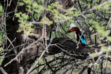 red billed hornbill