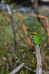 kingfisher on a branch