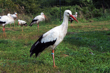 Fototapeta premium White stork, Ciconia ciconia, on a green meadow. The bird that brings babies. Rehabilitation center for animals