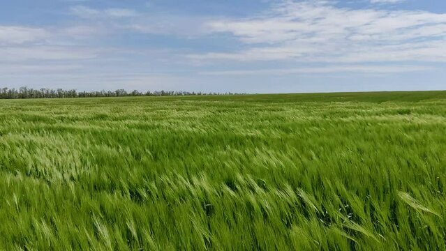 Wheat sways in a wind. A field of green wheat waving in the wind