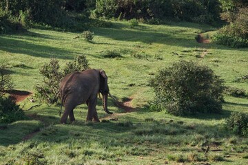 elephant in the field