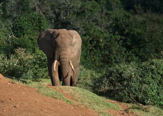 African elephant jungle