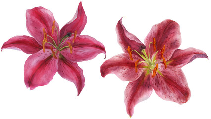 Pink Lily Stargazer, watercolor isolated flowers