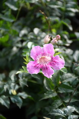 pink and white flower