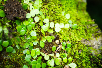 Green moss background and small leaves on natural growing rocks
