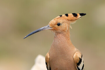 Eurasian Hoopoe on a rock