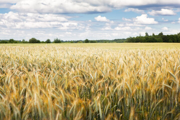 A field of ripening rye against a cloudy sky on a summer day. Rural landscape, rich harvest idea, harvest time concept. Focus in the distance.