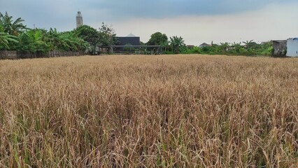 dry paddy rice fields in suburban area