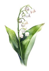 Watercolor illustration of a lily of the valley isolated on white background. Generative AI.