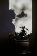 silhouette of a young man smoking marijuana in front of a cannabis plant. - obrazy, fototapety, plakaty