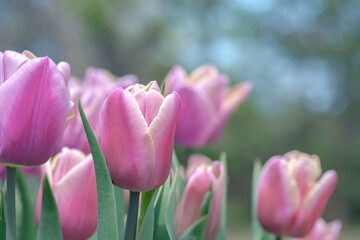 百合が原公園のチューリップ / Tulips at Yurigahara Park