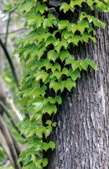 木に絡みつくツタ / Ivy entwined in tree