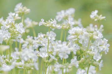 マンテマ / Mantema