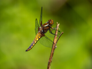 Broad-bodied Chaser Resting on a Stick