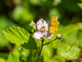 Speckled Yellow Moth Feeding on Bramble
