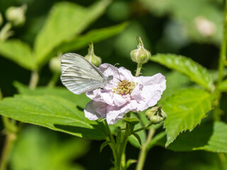 Wood White Butterfly feeding on a Bramble. Sidney Wood.