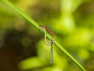 Large Red Damselflies Mating on a Leaf