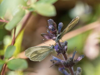 Wood White Butterfies Mating. Male Flicking tongue over Female.