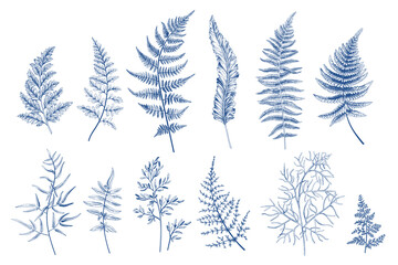 Set with fern leaves. Isolated floral design elements. Blue. Sketch style. - 596646613