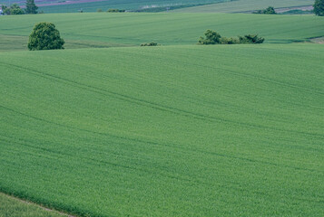 Fototapeta premium 北海道千歳市の農業地帯 / Agricultural area in Chitose, Hokkaido