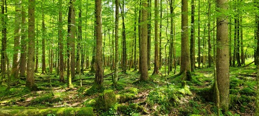 Fototapeta na wymiar Wald, Natur, Sommer, Bayern, Alpen