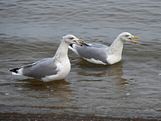 Silbermöwen an der Ostsee