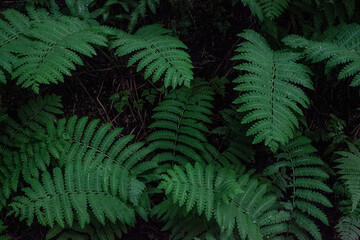 fern in the forest