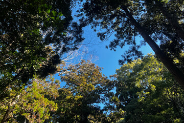 Obraz premium forest with blue sky