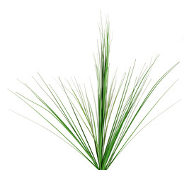 Bunch of thin reeds isolated against white background