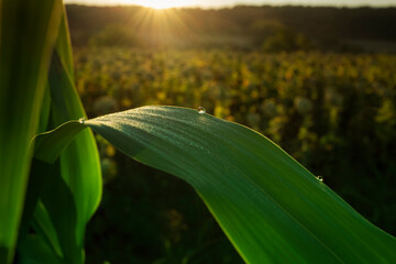 Shallow focus on country scene with focus on dew drop over a green leave and shining sunbeam