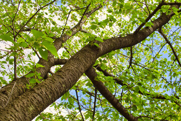 Obraz premium tree in the forest