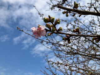 sakura cherry blossom tree with tiny flowers