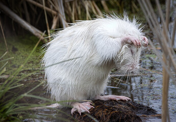 White young nutria (Myocastor coypus) with closed eyes. White nutria is washing and standing on...
